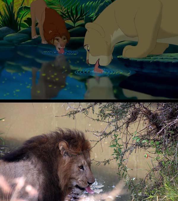 Εικόνες του Lion King στην πραγματικότητα