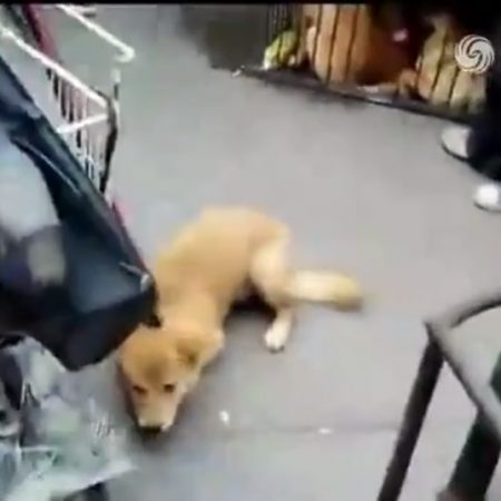 Κινέζος τυραννάει ζώα μπροστά σε κόσμο για να τα πουλήσει (βίντεο)