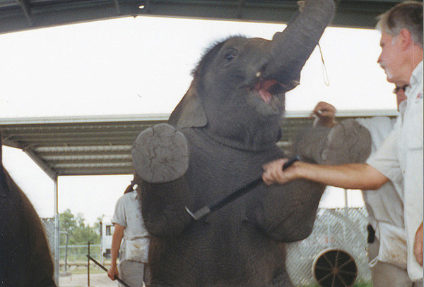  εκπαιδεύουν τους ελέφαντες