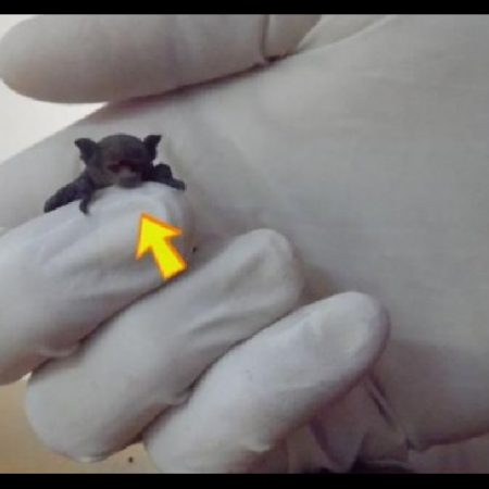 Ρόδος: Βρήκε στο μπαλκόνι της ένα μωρό νυχτερίδα (εικόνες)