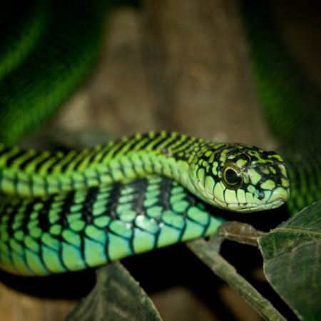 Τα 17 πιο επικίνδυνα φίδια στον κόσμο!