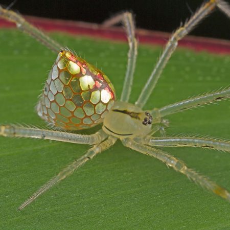 Η πιο εντυπωσιακή αράχνη που έχεις δει (εικόνες)