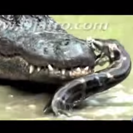 Μια ανατριχιαστική μάχη αλιγάτορα με πύθωνα (βίντεο)