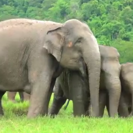 Ελέφαντες παίζουν στη βροχή σαν μικρά παιδιά (βίντεο)