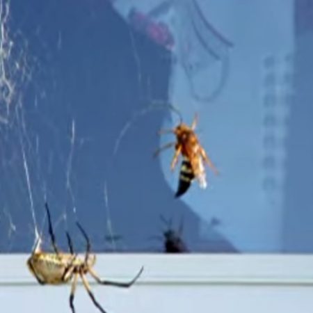 Μια αράχνη εναντίον γιγάντιας σφήκας…άνιση μάχη (vid)