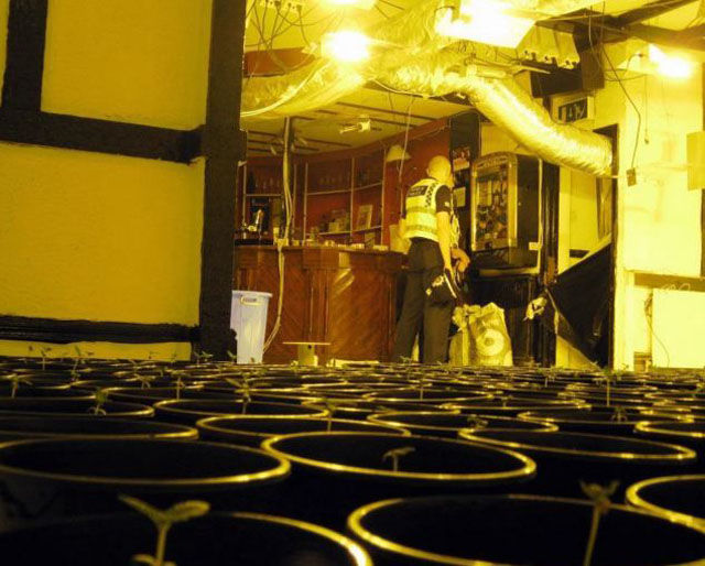 εγκαταλελειμμένο μπαρ Το εγκαταλελειμμένο μπαρ στο Porth της Αγγλίας, παρέμενε άδειο για τρεις μήνες μετά το κλεισιμό του μέχρι που ανακάυψαν πως κάτι πολύ περίεργο συνέβαινε στο εσωτερικό του.. Η αστυνομία βρήκε πάνω από 1000 δενδρύλια κάνναβης να αναπτύσσονται και στους τρεις ορόφους του κτιρίου που κόστιζαν πάνω απο 1,7 εκατομμύριο δολάρια...