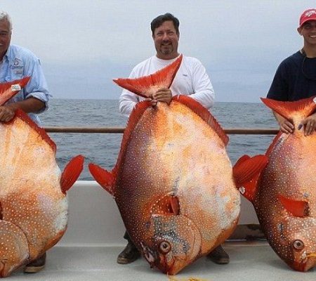 Δες τι έπιασαν ψαράδες στην νότια Καλιφόρνια!