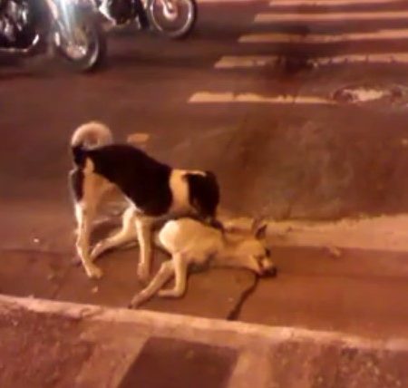 VIDEO: Σκύλος προσπαθεί να βοηθήσει τον νεκρό του φίλο!
