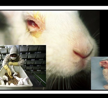 Σοκαριστικό video από την Peta για το Animal Testing!
