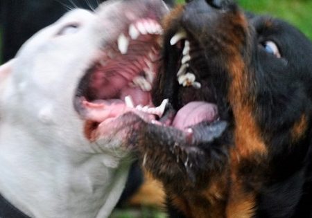 Ποιες είναι οι 10 πιο επικίνδυνες ράτσες σκύλων!