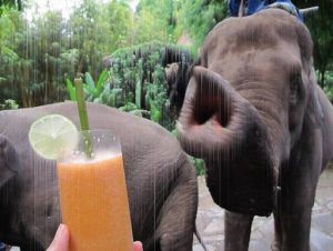 elefantes-pinoun-mpures
