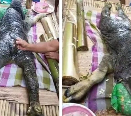 Βρέθηκε βούβαλος με μορφή κροκόδειλου στην Ταϊλάνδη!