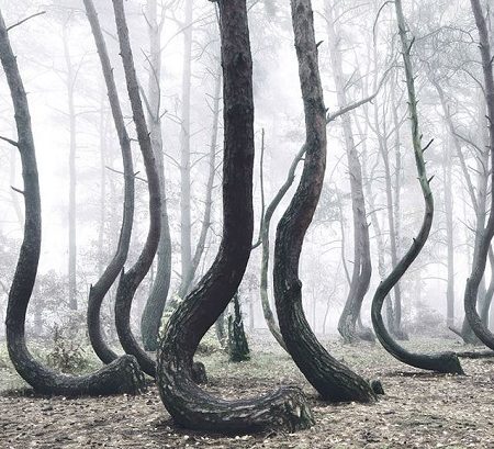 Μυστηριώδες δάσος με 400 στραβά δέντρα ερευνούν οι επιστήμονες!