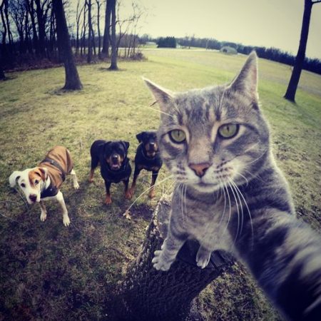 Αυτή η γάτα βγάζει καλύτερες selfies από εσένα!