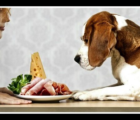 7 Τροφές που μπορούν να σκοτώσουν το σκύλο σου!