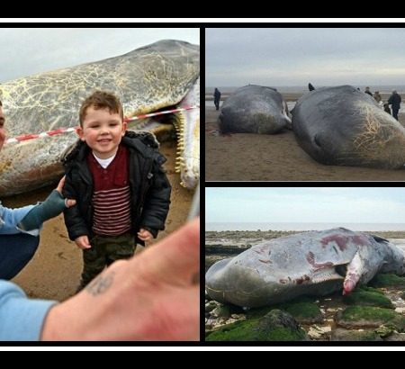 Βρέθηκαν νεκρές 3 φάλαινες φυσητήρας στο Ηνωμένο Βασίλειο!