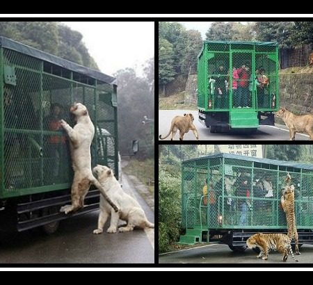 Κίνα: Έβαλαν τους επισκέπτες του ζωολογικού μέσα σε κλουβιά!