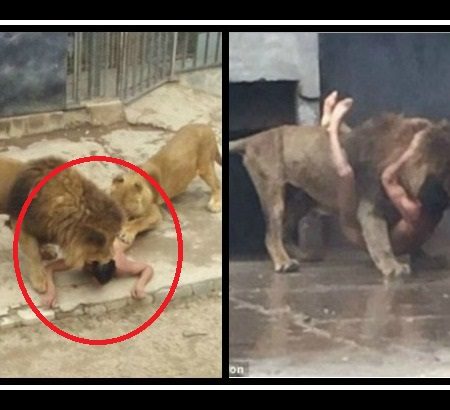 20χρονος προσπάθησε να ταΐσει τον εαυτό του στα λιοντάρια!