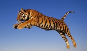 tigris epikindina zoa