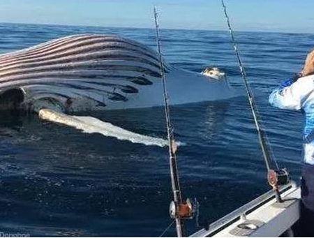 Ψαράς φωτογράφισε περίεργο πλάσμα στις ακτές της Δυτικής Αυστραλίας!