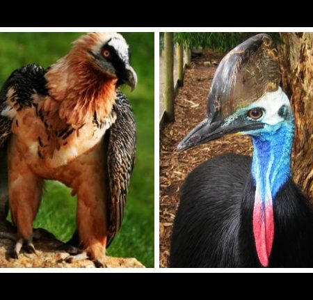 Τα 10 πιο επικίνδυνα πτηνά στον κόσμο!