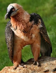 μεγάλο πουλί γείτονα πρωκτικό Χεντάι πορνό βίντεο