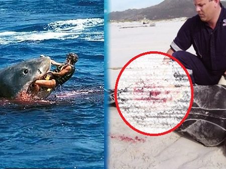 Οι 10 πιο τρομακτικές επιθέσεις από καρχαρία (Σκληρές εικόνες)