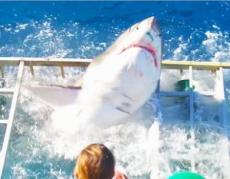 Δύτης παγιδεύτηκε σε κλουβί με μεγάλο λευκό καρχαρία!