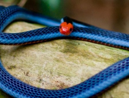 Το πιο δηλητηριώδες φίδι του κόσμου μπορεί να σώσει ζωές!
