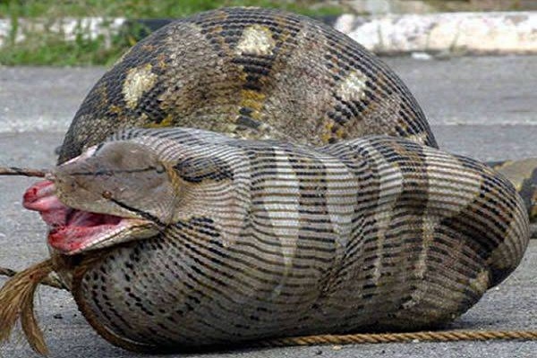 dangerous-snakes-aggouria-net