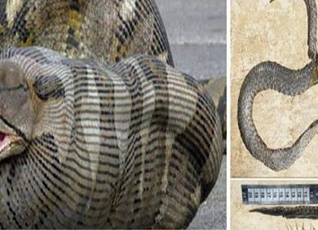9 Φίδια που σκοτώθηκαν από την ίδια τους την τροφή!
