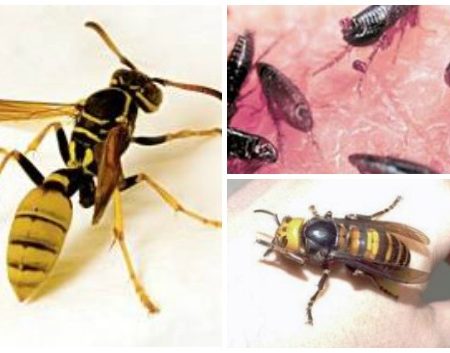 Τα 10 πιο θανατηφόρα έντομα του κόσμου!