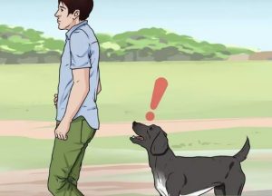 dog attack tips