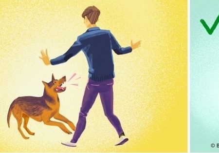5 Πράγματα που πρέπει να κάνεις αν σου επιτεθεί σκύλος!
