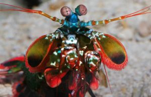 garida mantis