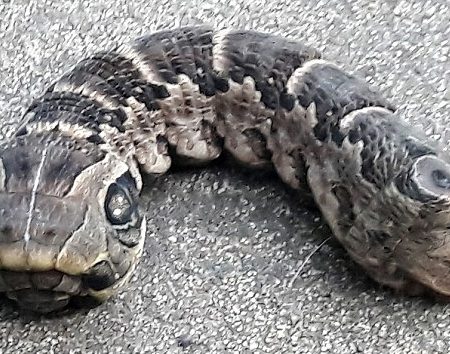 46χρονη από την Αργεντινή βρήκε δικέφαλη κάμπια που έμοιαζε με φίδι!