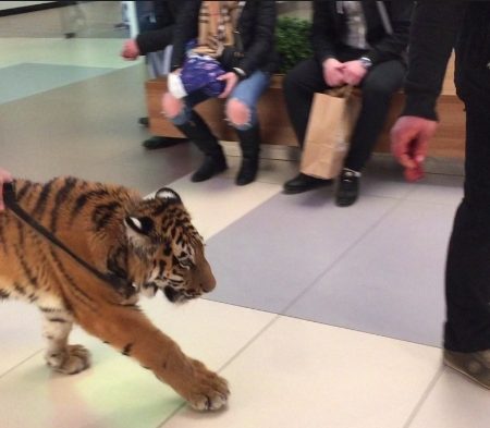 Ρώσος έβγαλε βόλτα στο εμπορικό την τίγρη του!