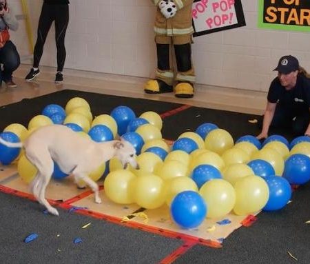 Σκύλος έσπασε 100 μπαλόνια σε 36,53″ και μπήκε στο Βιβλίο Γκίνες!