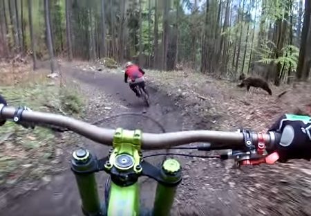 Αρκούδα κυνηγούσε ποδηλάτες όσο έκαναν κατάβαση στη Σλοβακία!