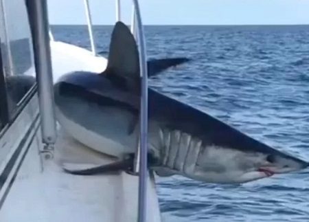 Τεράστιος καρχαρίας μάκο πήδηξε σε σκάφος και παγιδεύτηκε!