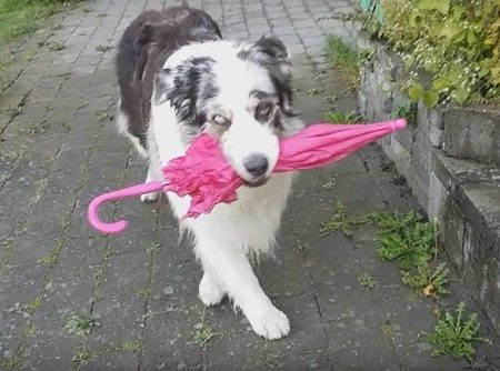 Απίστευτος σκύλος χορεύει με ομπρέλα στο στόμα!