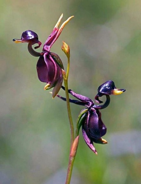 flying ducks orchids