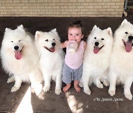 4 Σαμογιέντ σκυλιά βοήθησαν οικογένεια να μεγαλώσει τα παιδιά της!