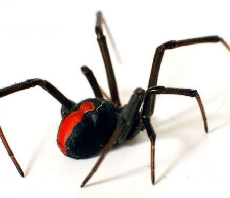 Οι 10 πιο επικίνδυνες αράχνες στον κόσμο!