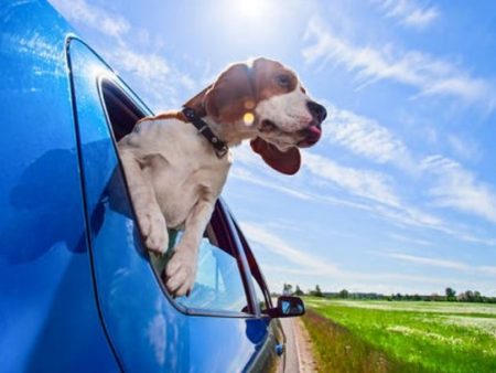 Γιατί βγάζει ο σκύλος σου το κεφάλι απ’το παράθυρο του αυτοκινήτου!