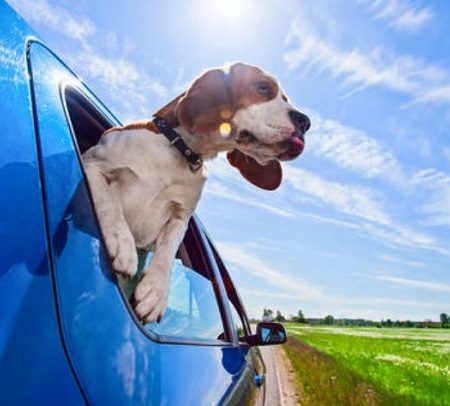 Γιατί βγάζει ο σκύλος σου το κεφάλι απ’το παράθυρο του αυτοκινήτου!
