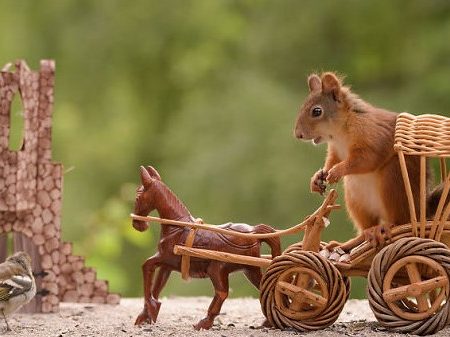 10 Υπέροχες εικόνες με σκίουρους που ποζάρουν μπροστά στο φακό!